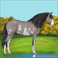 Horse Color:Smoky Grullo Sabino 