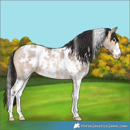 Horse Color:White Spotted Brown Dun Sabino 