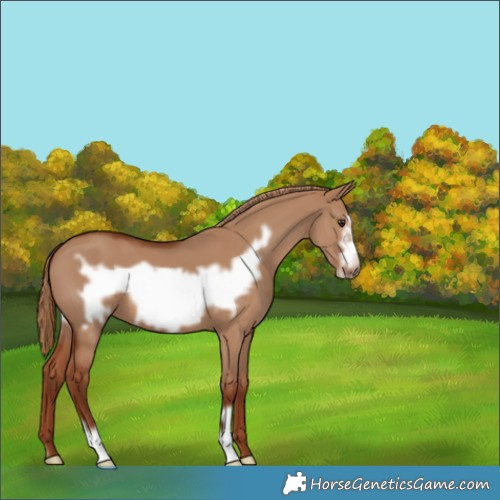 Horse Color:Red Dun Frame 