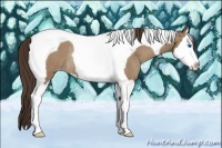 Horse Color:Classic Champagne Splash Tobiano Rabicano 
