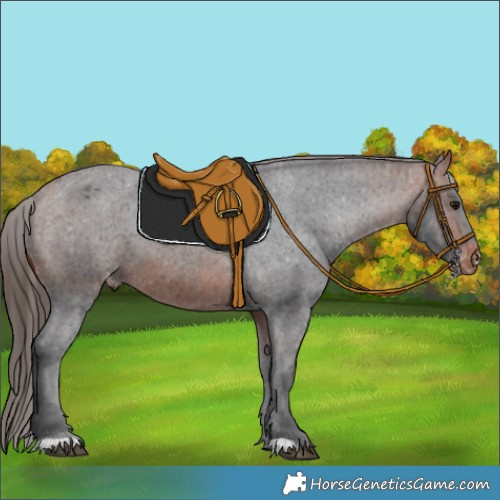 Horse Color:Bay Appaloosa 