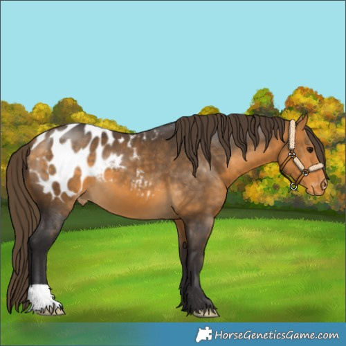 Horse Color:Buckskin Appaloosa 
