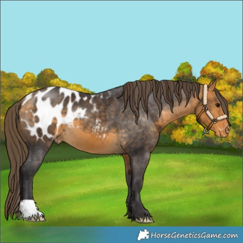 Horse Color:Buckskin Appaloosa 