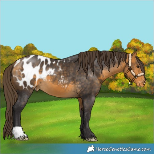 Horse Color:Buckskin Appaloosa 