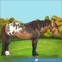 Horse Color:Buckskin Blanket 
