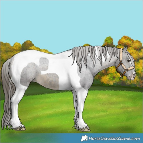 Horse Color:Buckskin Tobiano Appaloosa