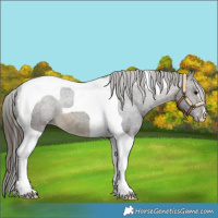 Horse Color:Buckskin Tobiano Blanket 