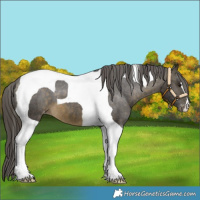 Horse Color:Buckskin Tobiano Appaloosa 