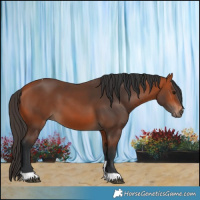 Horse Color:Bay Tobiano Rabicano 