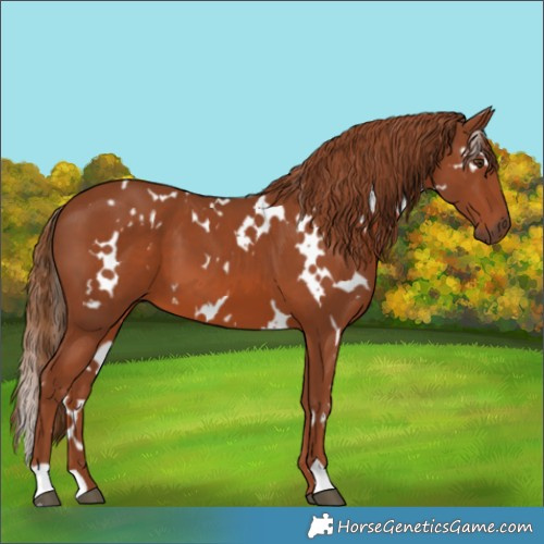 Horse Color:White Spotted Chestnut 