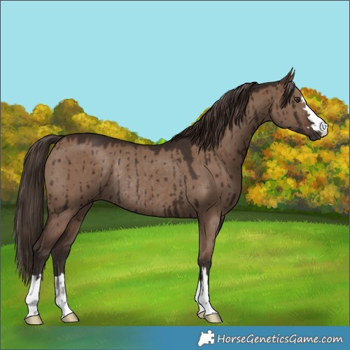 Horse Color:Liver Red Dun Rabicano Brindle 