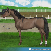 Horse Color:Liver Red Dun Rabicano 