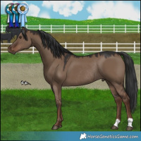 Horse Color:Liver Red Dun Rabicano 