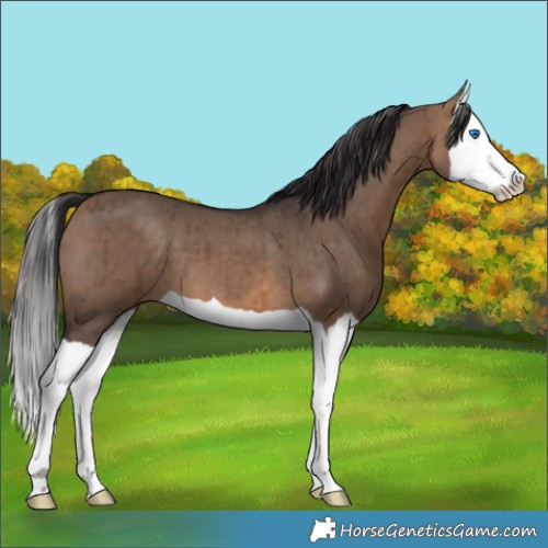 Horse Color:Bay Dun Splash Brindle 