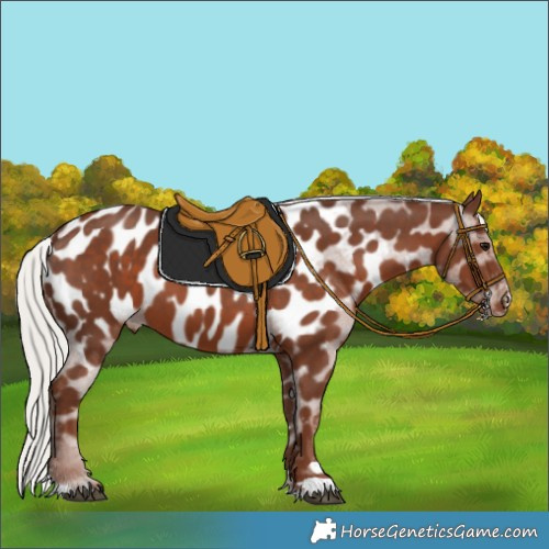 Horse Color:Silver Black Appaloosa 