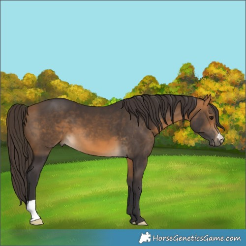 Horse Color:Buckskin 