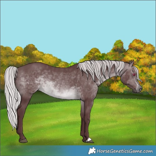 Horse Color:Chocolate Silver Brown Chinchilla 