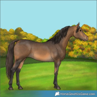 Horse Color:Buckskin 