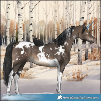 Horse Color:White Spotted Brown Dun Tobiano