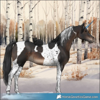 Horse Color:Brown Tobiano 