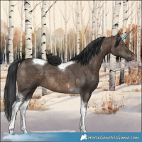 Horse Color:Brown Dun Sabino Tobiano