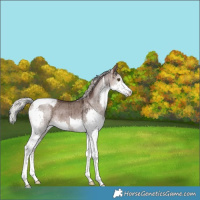 Horse Color:Silver Brown Ice Dun Splash Tobiano Brindle 