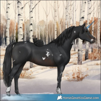 Horse Color:White Spotted Brown Tobiano