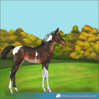 Horse Color:Brown Tobiano