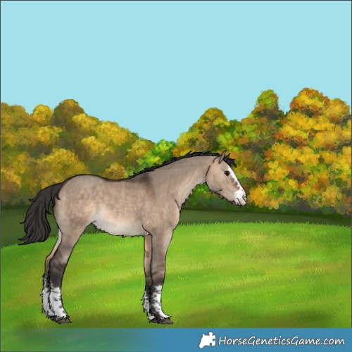 Horse Color:Brown Dun Sabino