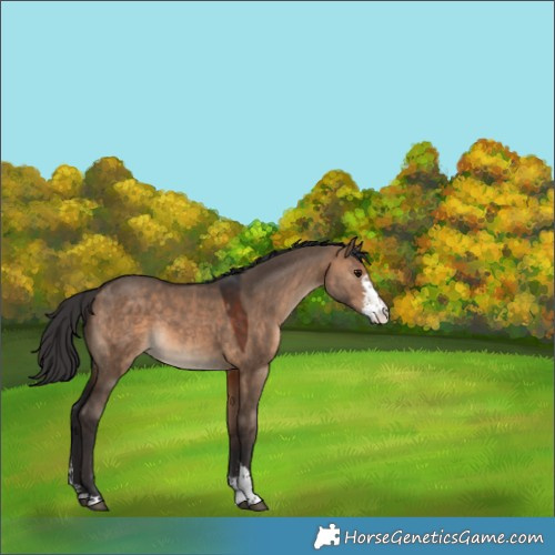 Horse Color:Brown Dun Sabino