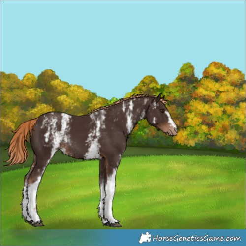 Horse Color:White Spotted Liver Chestnut Appaloosa 