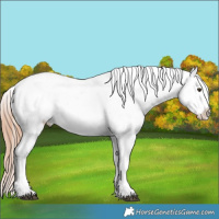Horse Color:White Spotted Liver Chestnut Varnish