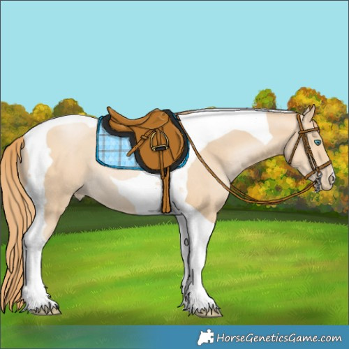 Horse Color:Smoky Black Pearl Tobiano Rabicano 