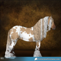 Horse Color:Gray White Spotted Red Dun 