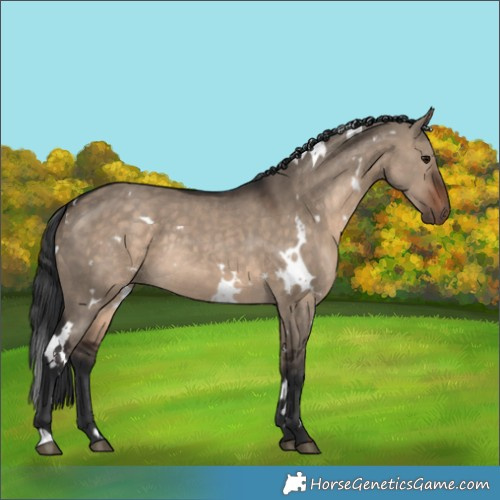 Horse Color:White Spotted Brown Dun Rabicano 