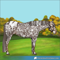 Horse Color:White Spotted Liver Chestnut Snowflake Varnish 