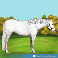 Horse Color:Gray White Spotted Chocolate Palomino Pearl 
