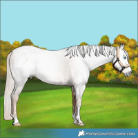 Horse Color:Gray White Spotted Chocolate Palomino Pearl 