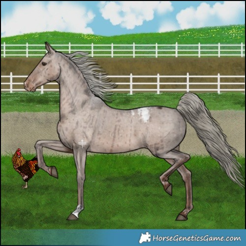 Horse Color:Liver Red Dun Mushroom Appaloosa Brindle 