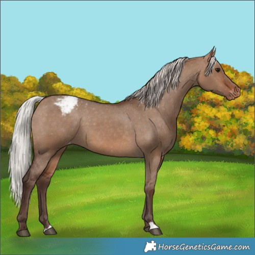 Horse Color:Silver Brown Dun Appaloosa 