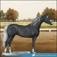 Horse Color:Silver Black Chinchilla Rabicano