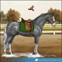 Horse Color:White Spotted Silver Black Chinchilla Splash Rabicano