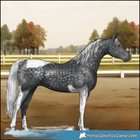 Horse Color:Silver Black Chinchilla Tobiano 