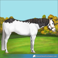 Horse Color:Smoky Black Splash Appaloosa 