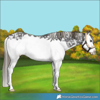 Horse Color:Smoky Black Splash Snowflake Varnish 