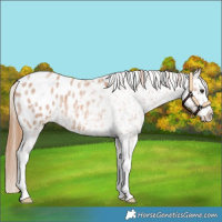 Horse Color:Red Roan Splash Appaloosa 