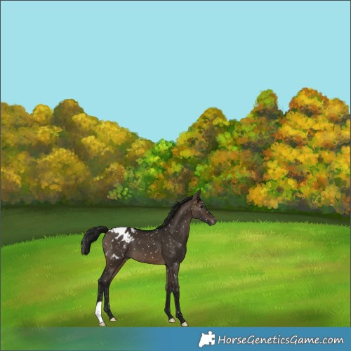 Horse Color:Gray Brown Dun Appaloosa 