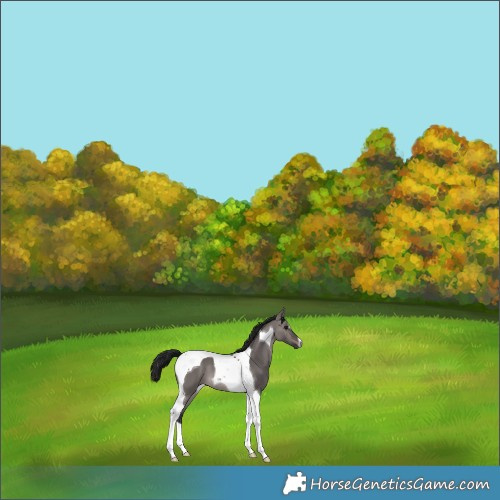 Horse Color:Gray Platinum Brown Dun Tobiano 