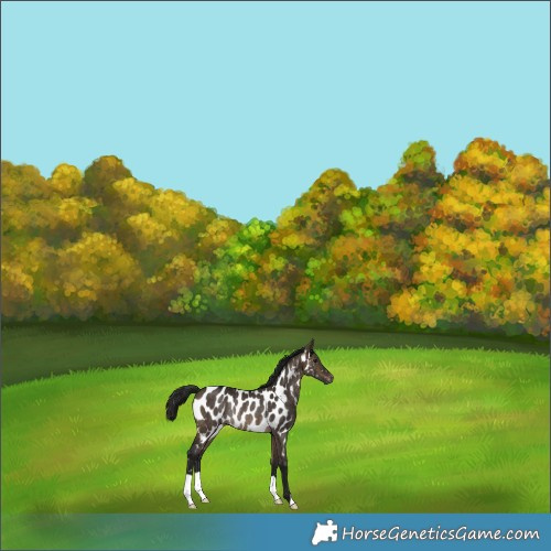 Horse Color:Gray Brown Dun Appaloosa Rabicano 