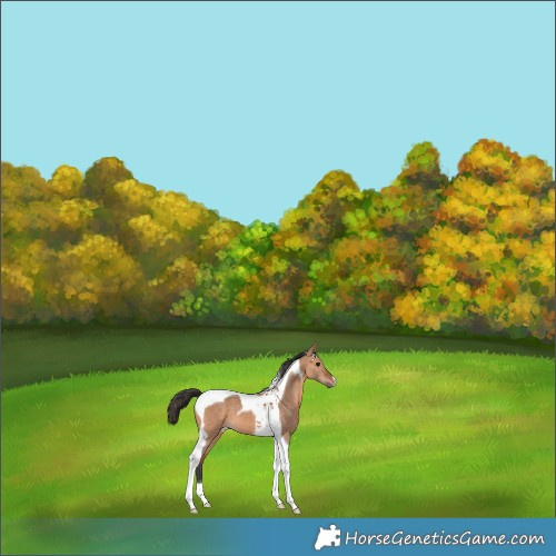 Horse Color:Bay Dun Tobiano 